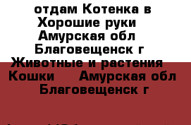 отдам Котенка в Хорошие руки - Амурская обл., Благовещенск г. Животные и растения » Кошки   . Амурская обл.,Благовещенск г.